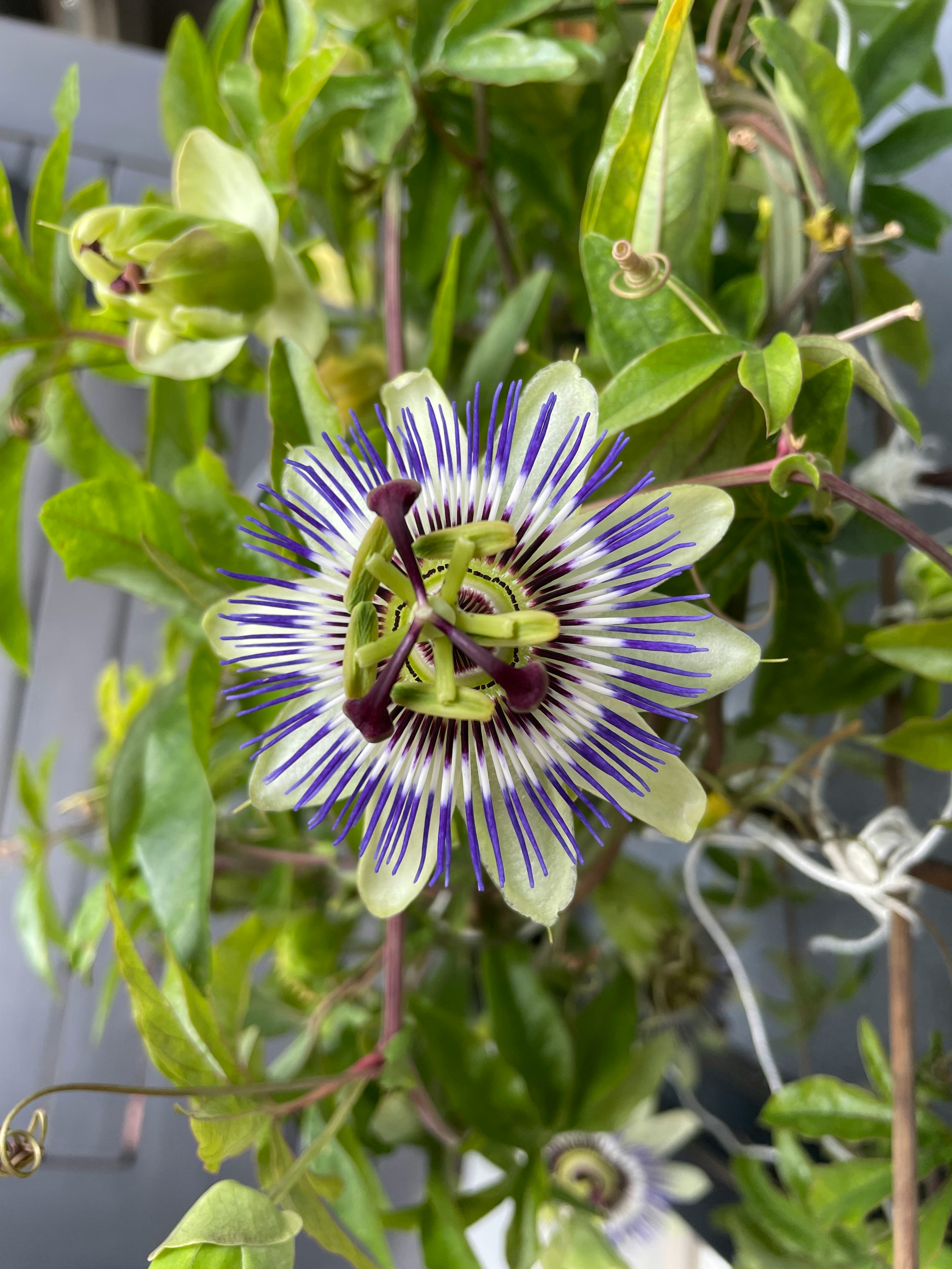 Passionfruit flower blooming just before sunset