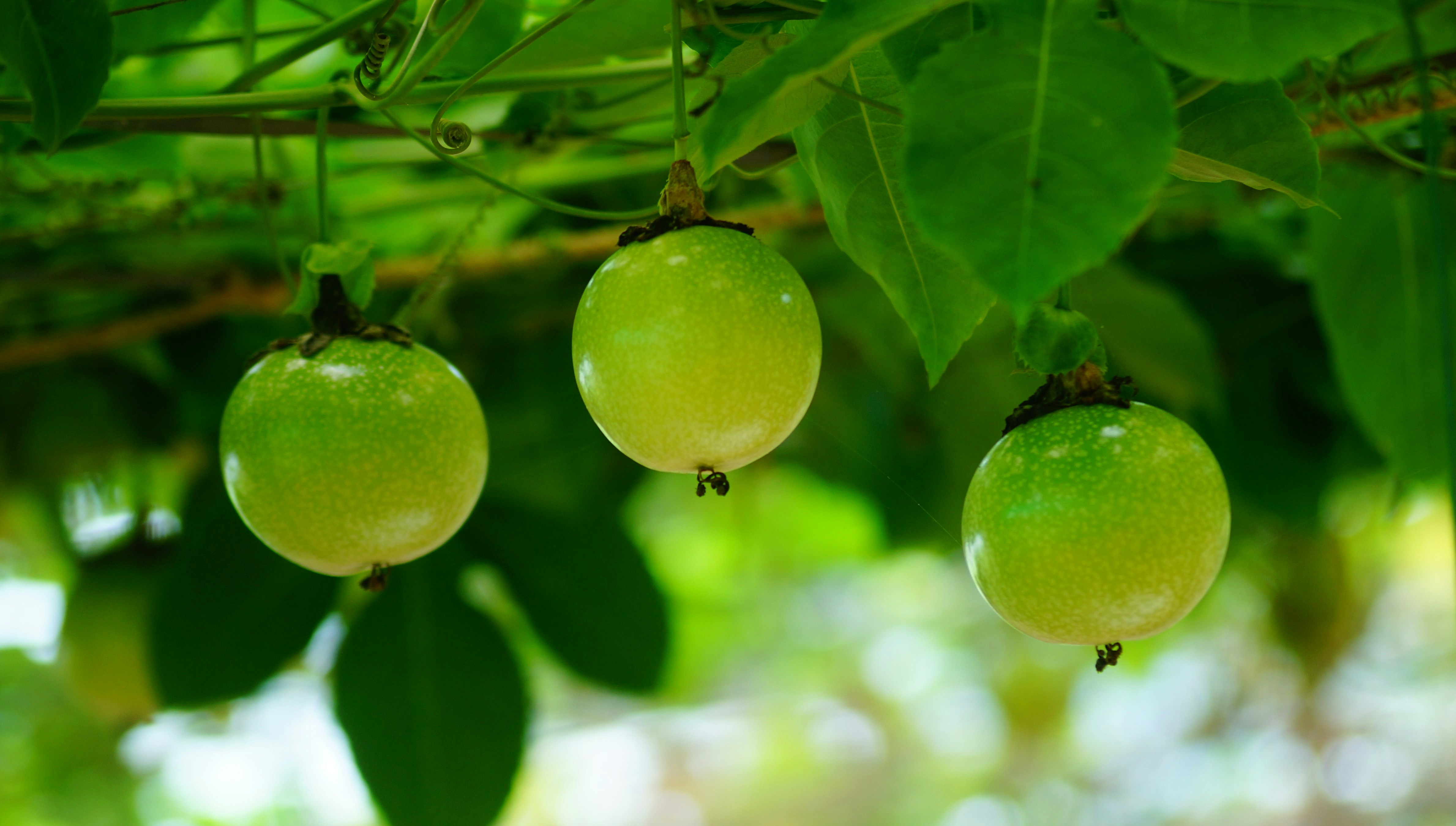 Lush green vines with hanging passionfruit symbolizing freshness and garden‑to‑table passionfruit gut benefits