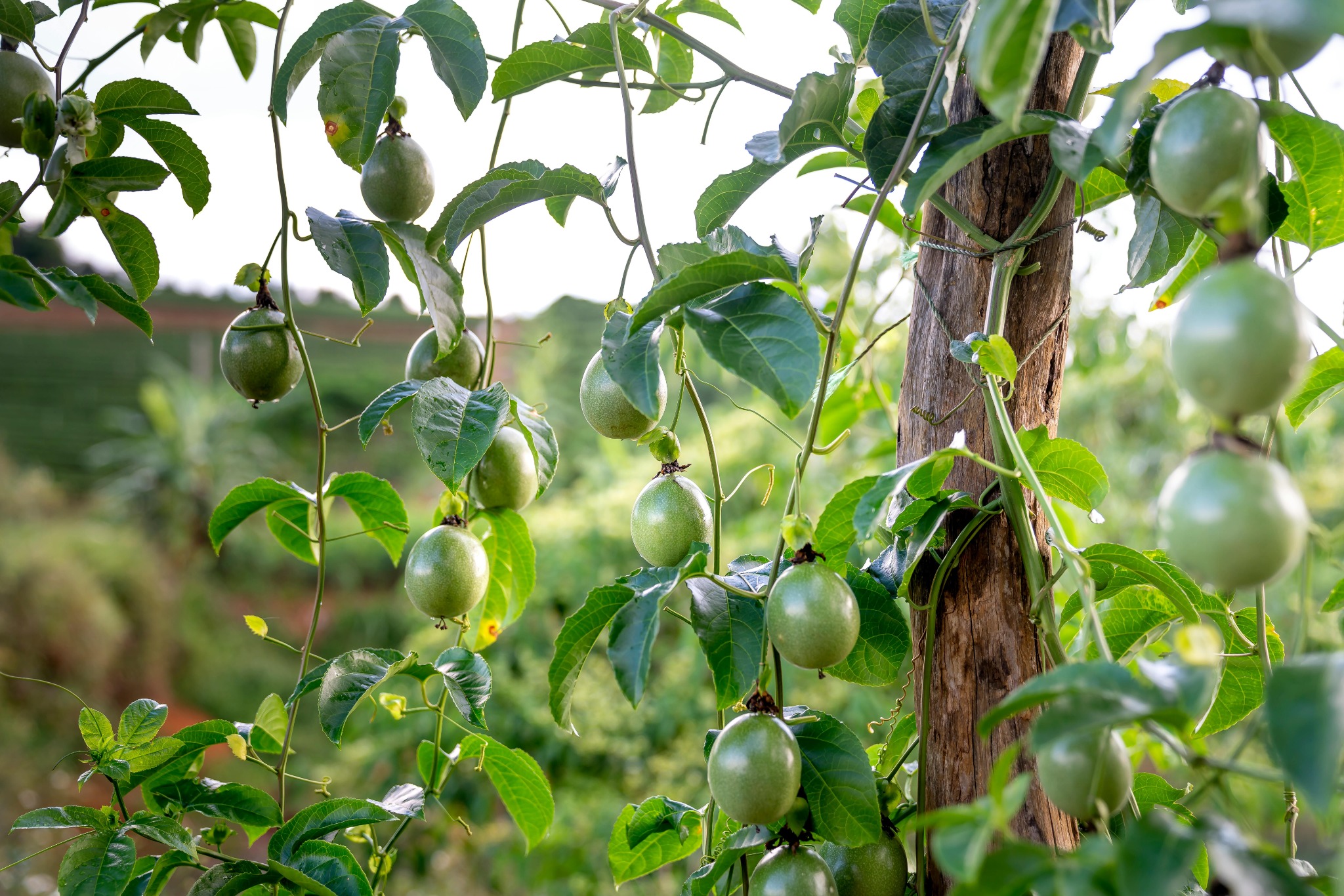 Ripe passionfruit hanging on green vines